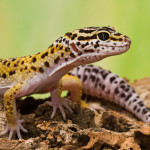 Cum isi regenereaza gecko coada?