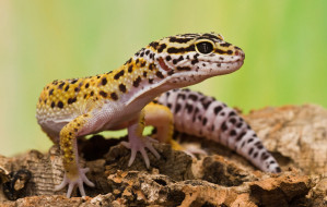 Leopard Gecko6