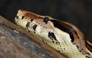 4177236-boa-constrictor-snake-closeup-image-head-profile