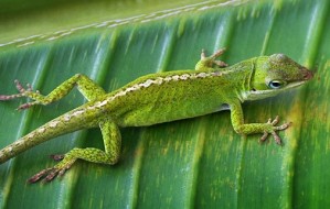 Anole Lizard On A Leaf 46189
