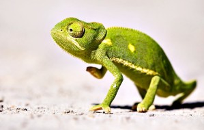 flap_necked_chameleon