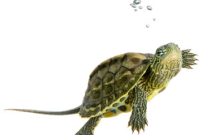 Turtle - OCADIA SINENSIS