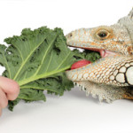 Cum sa-ti hranesti iguana