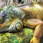 10 lucruri bizare pe care nu le stiai despre reptile